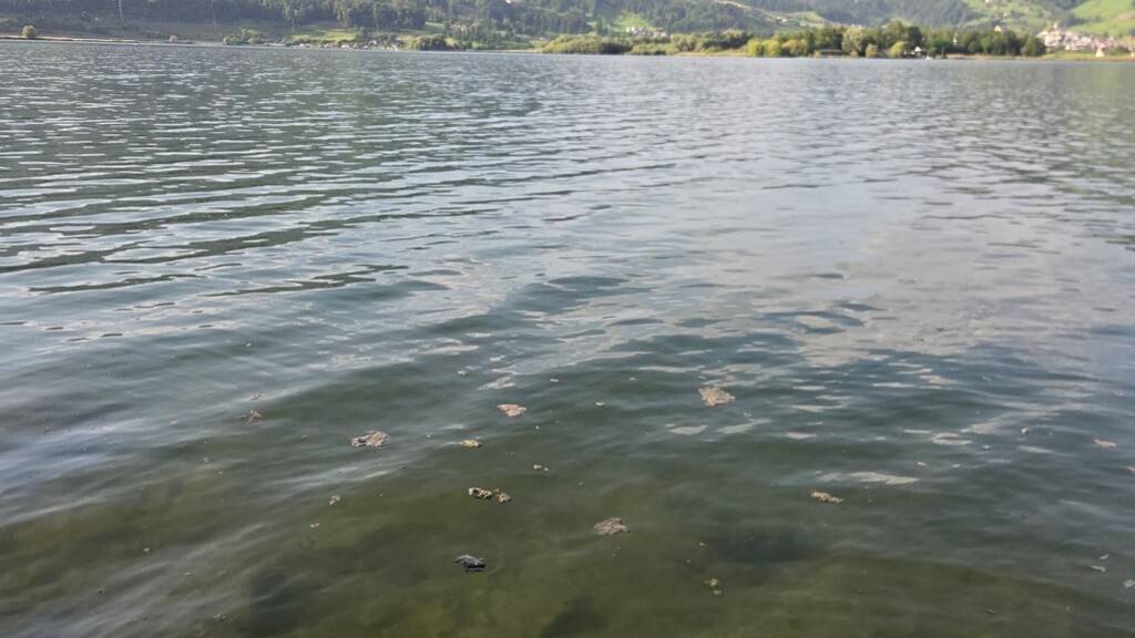 Auf dem Lauerzersee haben sich stellenweise Algenteppiche mit Tychonema gebildet.