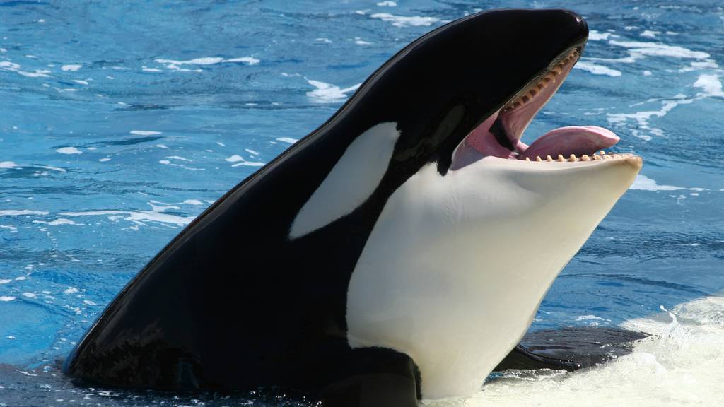 Orcas mögen kein Heavy Metal!