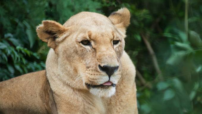 Älteste Löwin im Zoo Basel stirbt im Alter von 21 Jahren
