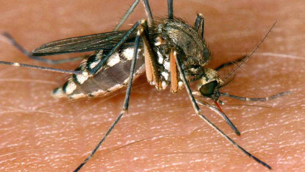 Mehr als 1000 Fälle von West-Nil-Virus in Europa