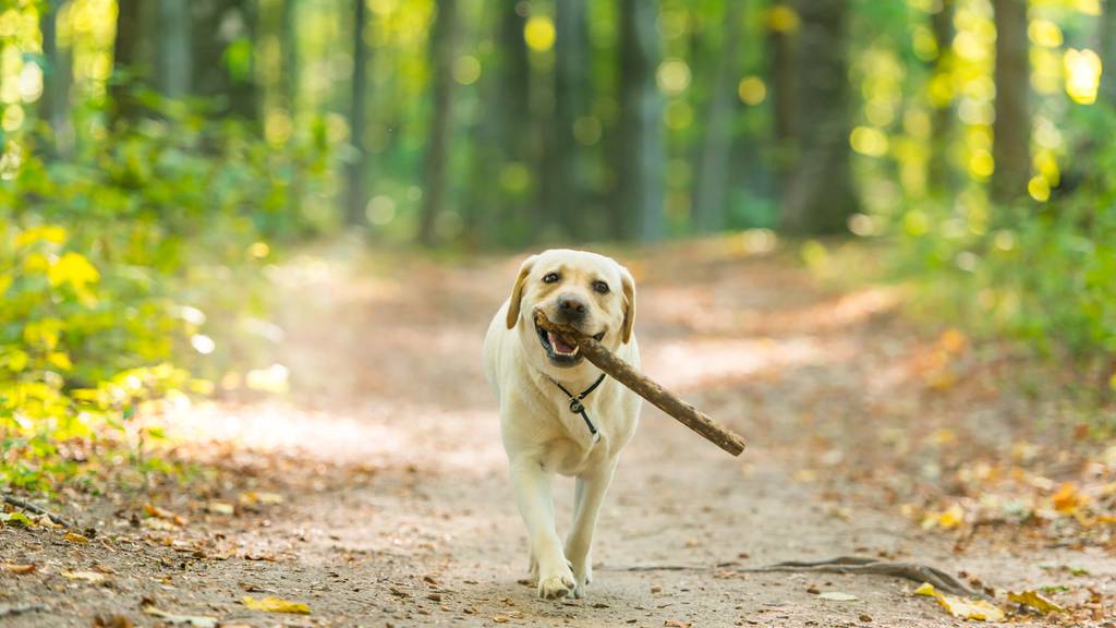 Verletzungsgefahr: Experten raten vom Stöckchen-Spiel bei Hunden ab