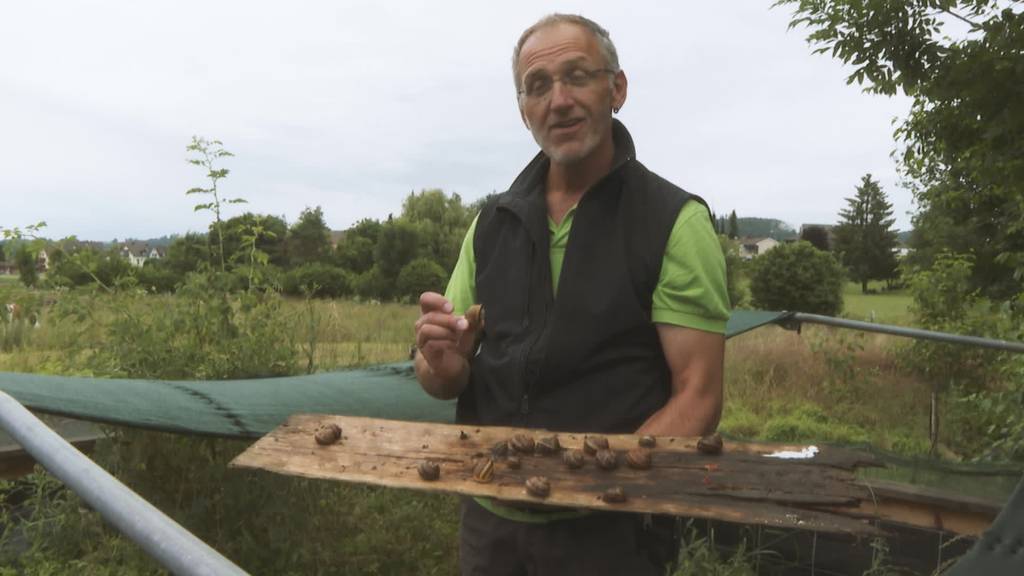 Tierserie: Besuch auf der Schneckenfarm in Elgg