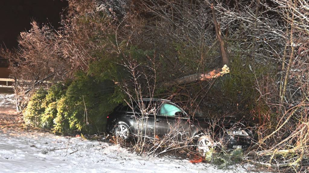 Durch die Wucht des Aufpralls stürzte der Baum um.