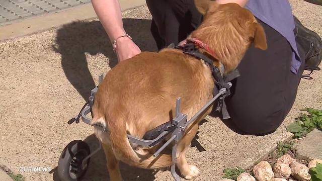 Solothurnerin bietet Hilfe mit Hunde-Rollstühlen