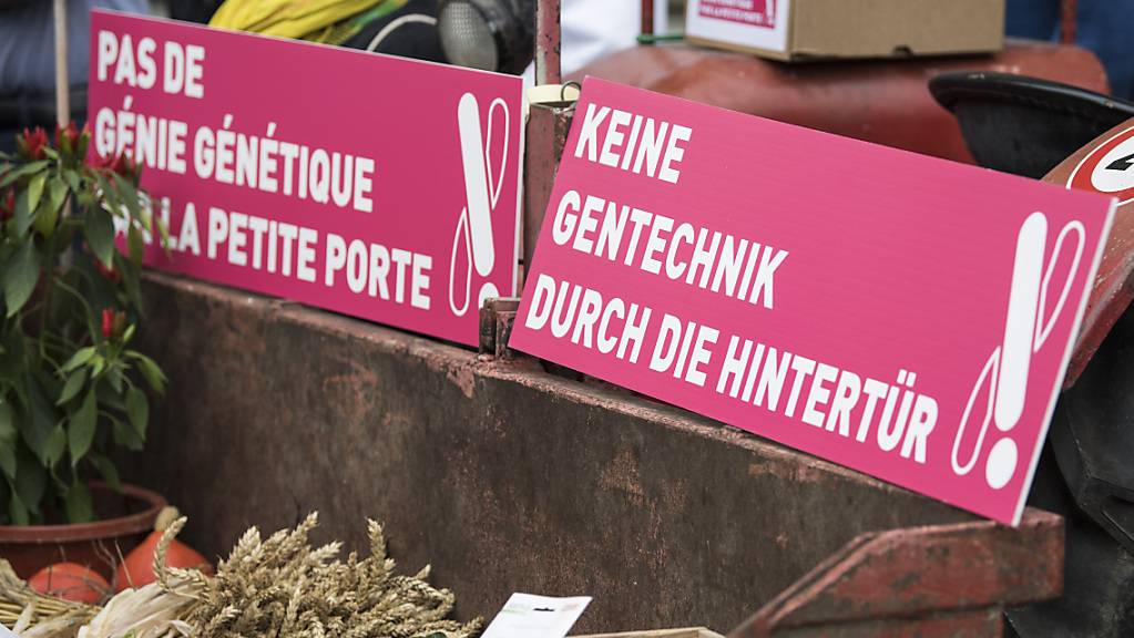 In der Schweizer Bevölkerung hat die Gentechnik in der Landwirtschaft einen schweren Stand. Das Parlament hat nun aber eine leichte Aufweichung des grundsätzlich um weitere vier Jahre verlängerten Moratoriums beschlossen. (Archivbild)