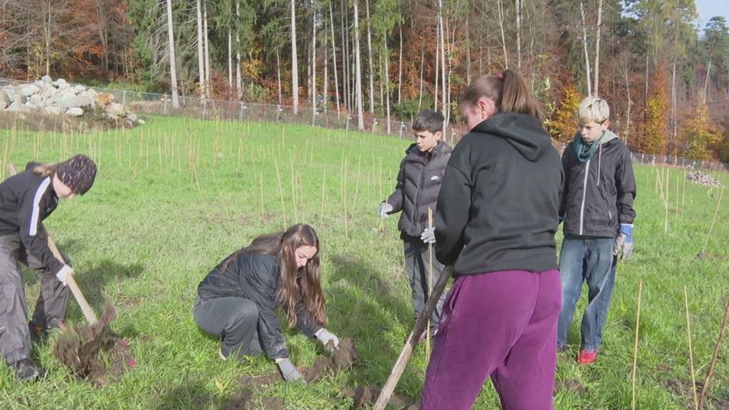 Schülerinnen und Schüler beleben  in Ittigen den Wald wieder