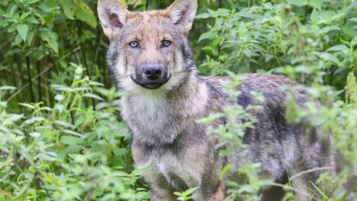 Schweizerischer Nationalpark lanciert Grossraubtier-Programm