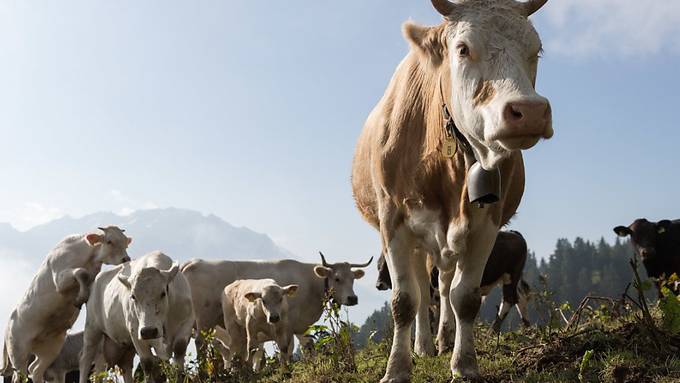 Enthornung kann chronische Schmerzen auslösen