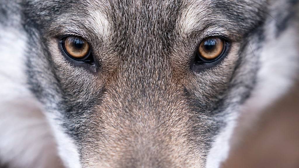 Der Kanton St. Gallen hat eine Abschussbewilligung für einen Wolf erteilt. (Symbolbild)