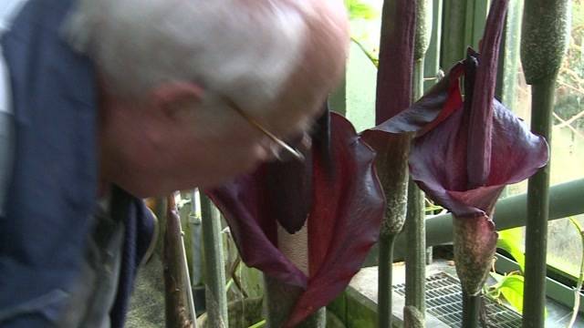 Bestialischer Gestank im botanischen Garten
