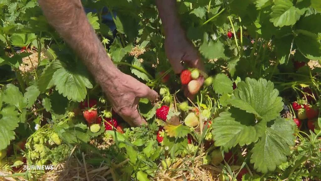 Schweizer Erdbeeren im Überschuss