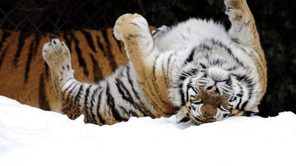 Winter 2009: Die damals noch junge Tigerdame Tinka scheint sich im Schnee zu amüsieren. (Archivbild)