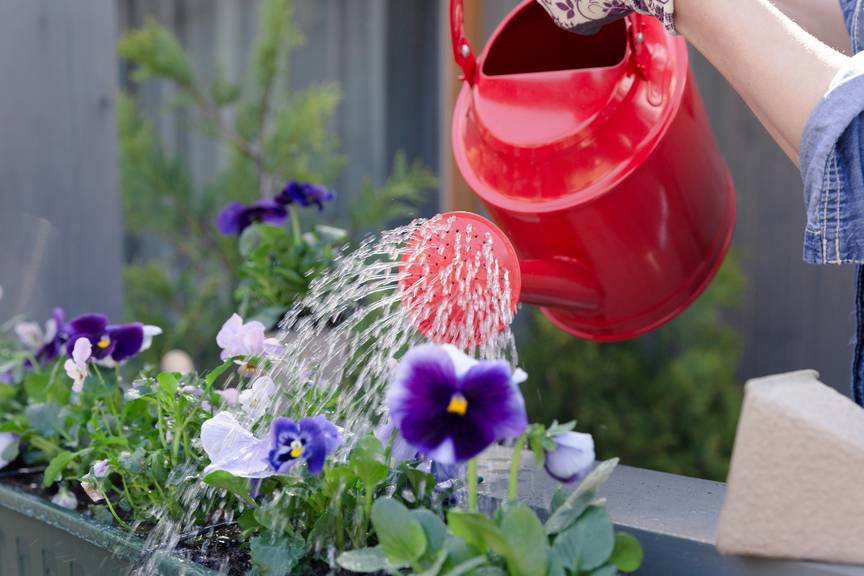 Sollte beim Blumengiessen möglichst kein Wasser auf die Blätter geraten?