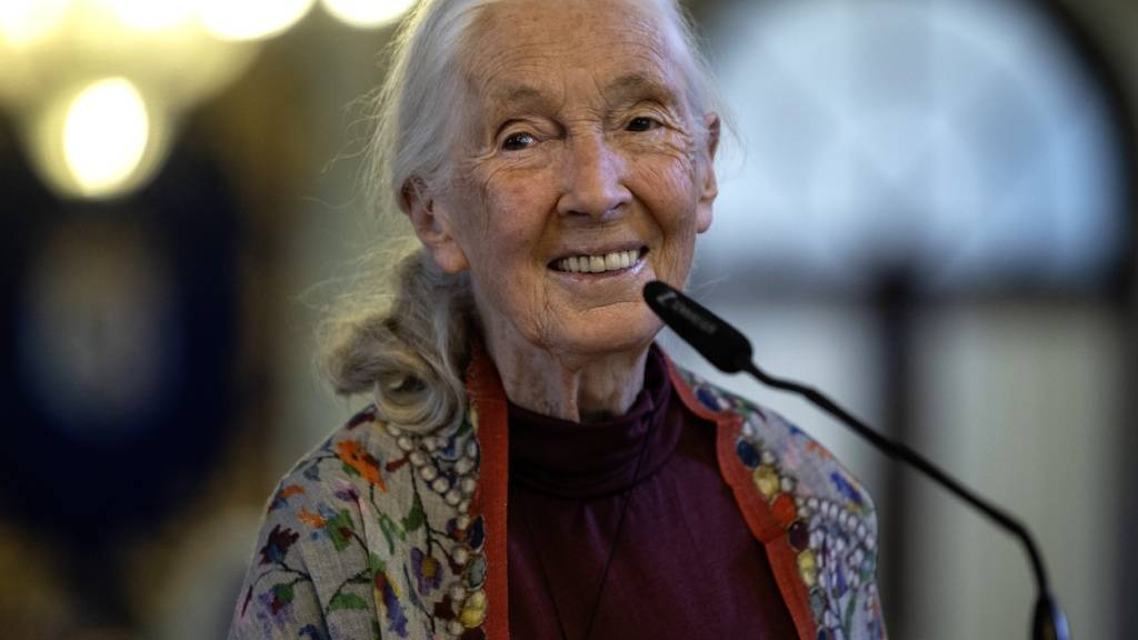 Wie niemandem zuvor gelang es Jane Goodall, Schimpansen aus der Nähe zu beobachten. (Archivbild)