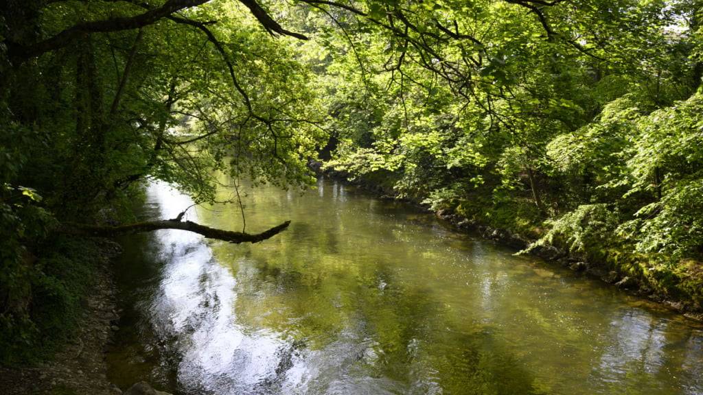 In fünf Schweizer Bächen haben Forscherinnen und Forscher nach 253 Pestiziden gesucht - 135 davon haben sie im Wasser nachgewiesen