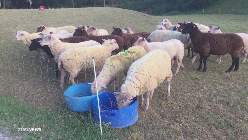 Tierquälerei-Skandal: Vorbestrafter Bauer sorgt für Empörung