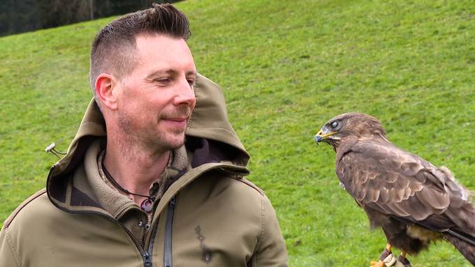 Hof in Walkringen päppelt Greifvögel auf – Unterstützer gesucht