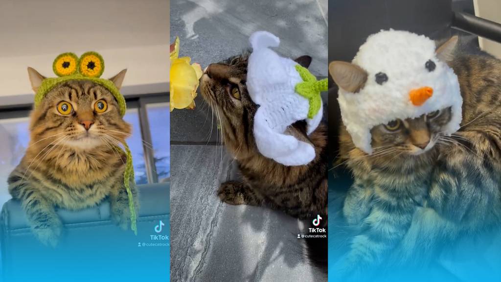 Userin geht mit gehäkelten Hüten für Katzen viral