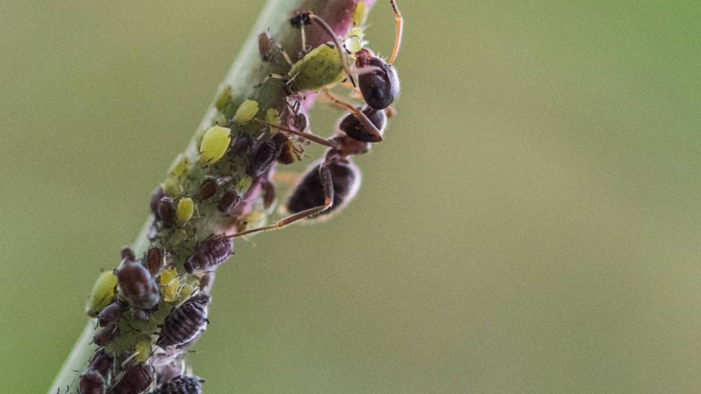 Ameisen nutzen laut einer neuen Studie Blattläuse als Arzneimittel. (Archivbild)