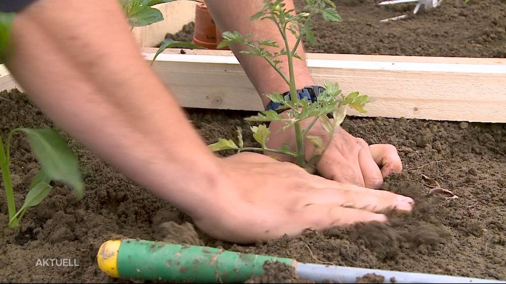 Den grünen Daumen nicht dreckig machen: Aargauer bietet Online-Garten an