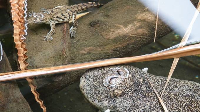 Reicher Krokodil-Nachwuchs während der Corona-Pause im Zoo Basel