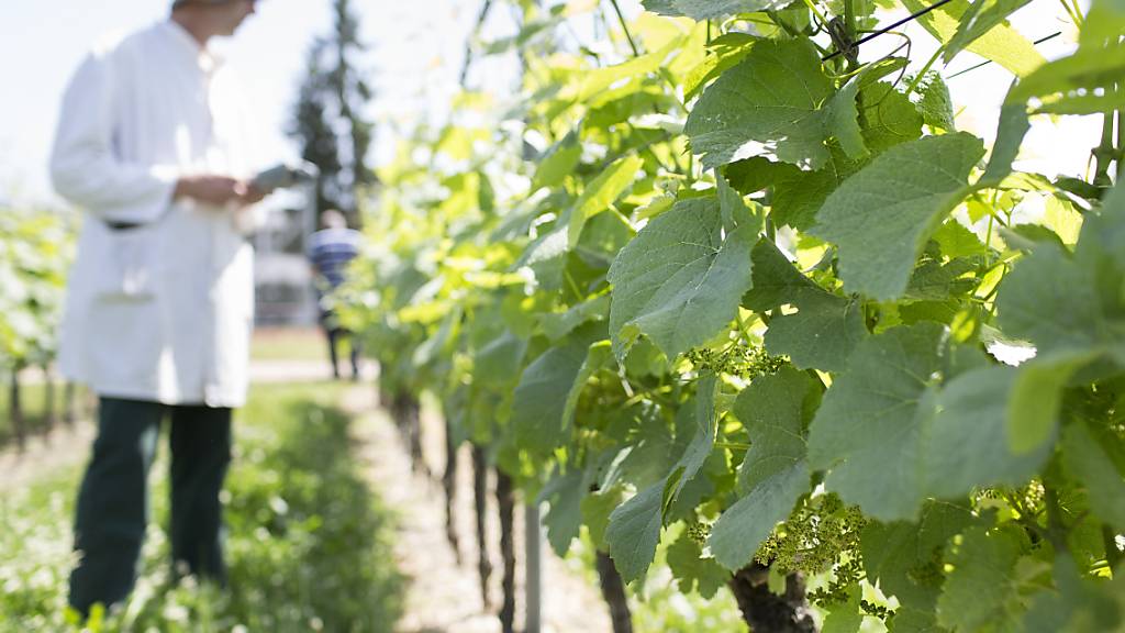 Ein Unternehmen aus Renens VD hat ein nachhaltiges Verfahren zur Verringerung von Lebensmittelabfällen entwickelt. (Archivbild)