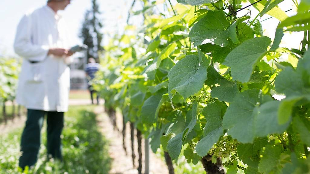 Ein Unternehmen aus Renens VD hat ein nachhaltiges Verfahren zur Verringerung von Lebensmittelabfällen entwickelt. (Archivbild)