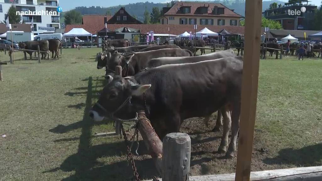 So ist der Stierenmarkt in Zug heute gestartet