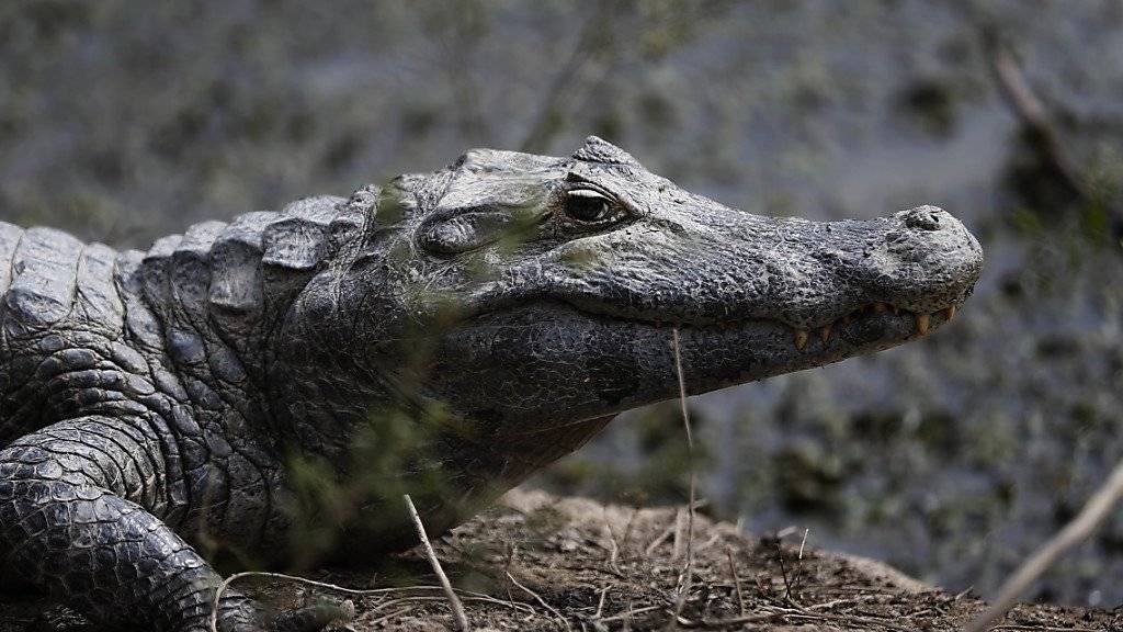 Nachdem ein Mann von einem Krokodil getötet worden war, haben Dorfbewohner fast 300 Krokodile einer Farm abgeschlachtet. (Symbolbild)