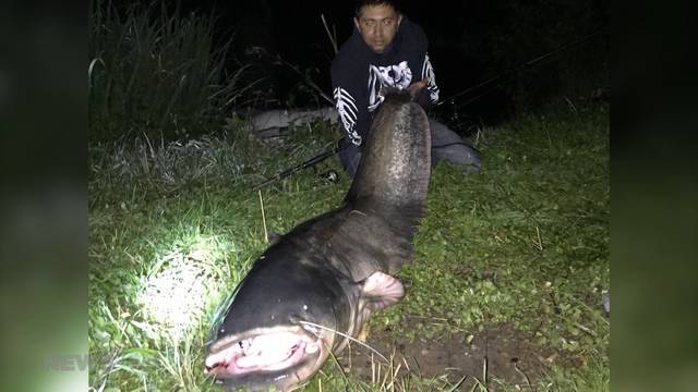 Zwei Riesenfische aus der Aare gezogen