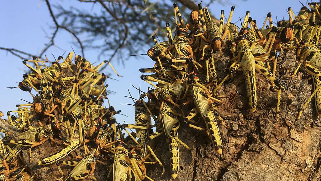ARCHIV - Heuschrecken ruhen auf einem Baum. Im Kampf gegen die Heuschreckenplage in Ostafrika wurden große Erfolge erzielt - doch die Gefahr ist Experten zufolge noch lange nicht gebannt. Foto: Boris Polo/AP/dpa