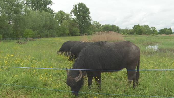 Wasserbüffel weiden neu in Baldegg