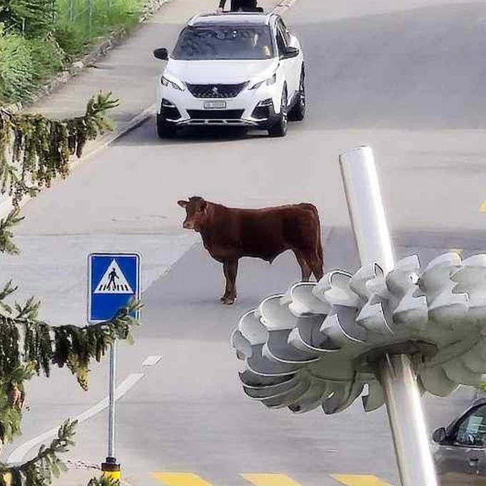 Kuh-Chaos in Grenchen: Rinder büxen aus und erkunden Stadt
