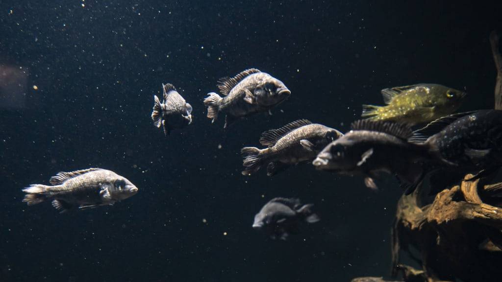 Im Laufe der Evolution entstanden Finger laut einer neuen Studie aus genetischen Programmen für die Kloake von Fischen. (Symbilbild)
