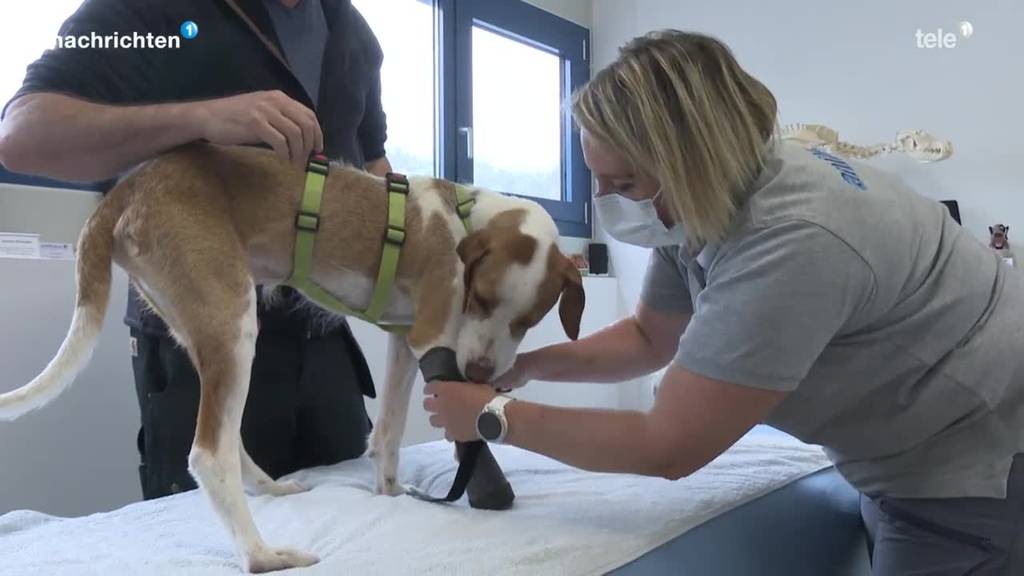 Lebensqualität für Hunde mit Handicap