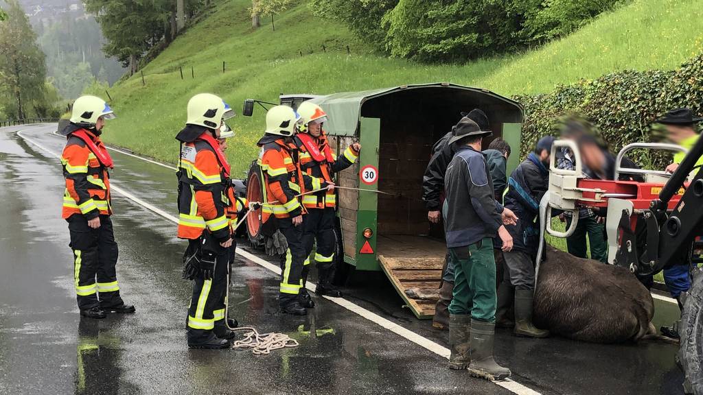 Rind in Lauerz durchgebrannt