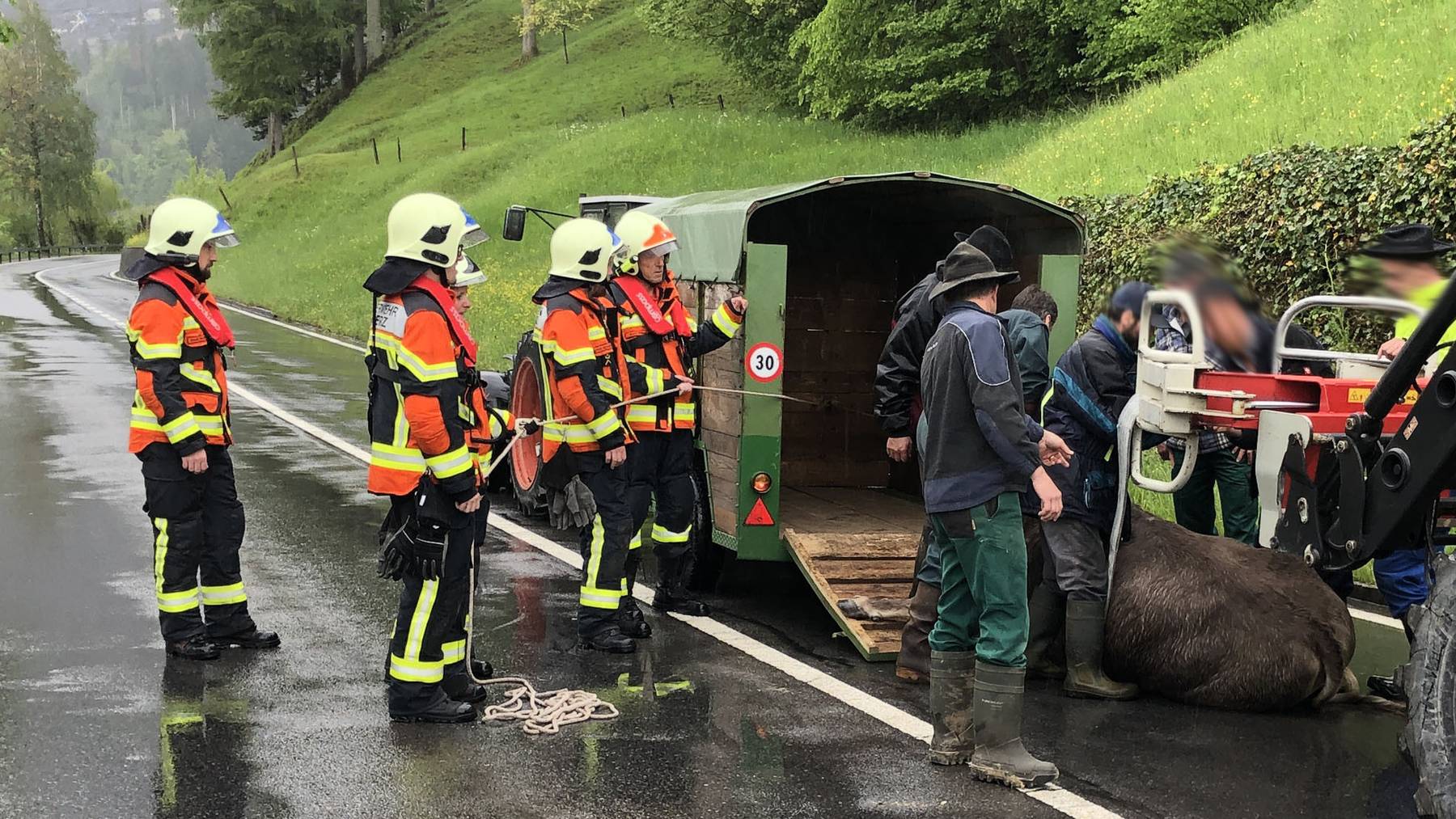 Rind in Lauerz durchgebrannt