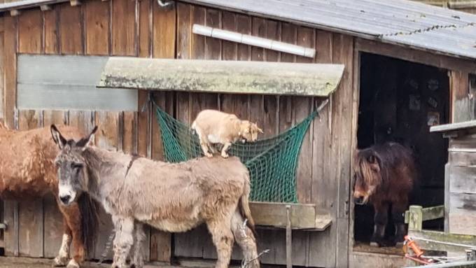 Monika Flükiger mit Esel Sämi und Geissli Clyde