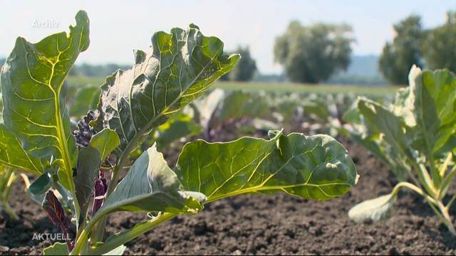 Drohende Flut neuer Landwirtschafts-Vorschriften verunsichert sogar Bio-Bauern