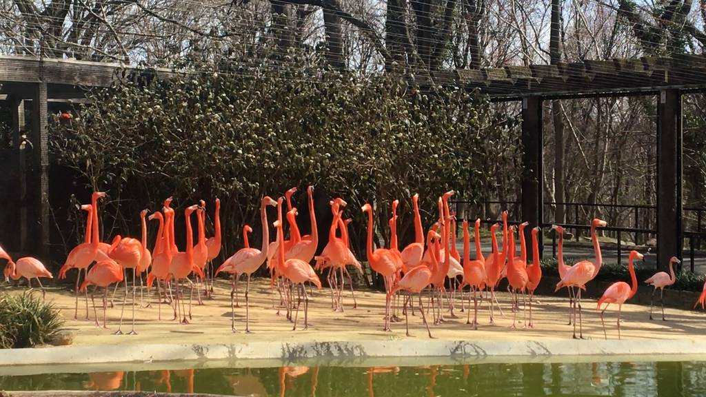 Wilder Fuchs beisst Loch in Zaun und tötet 25 Flamingos
