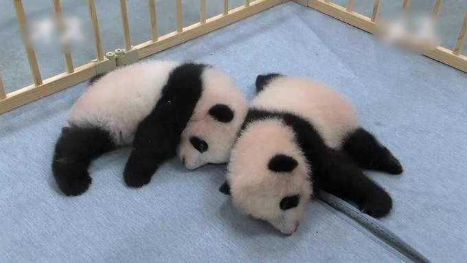Wie heissen wohl diese herzigen Panda-Zwillinge?