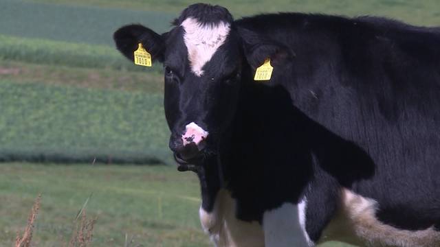 Gipfeltreffen der Veganer und Fleischesser