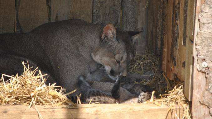 Nachwuchs im Plättli Zoo