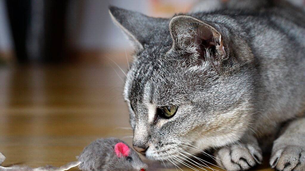 Der Kanton Aargau kann nicht selbst eine Registrierungspflicht für Katzen einführen. Das macht der Regierungsrat klar. Politikerinnen und Politiker wollten eine «Büsi»-Chip-Pflicht. (Symbolbild)