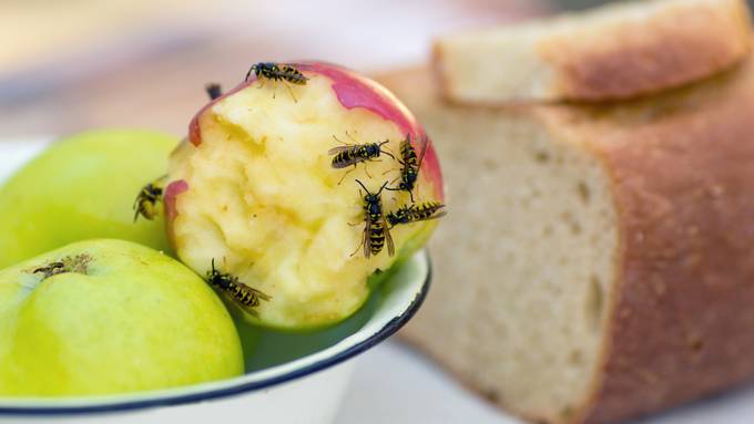 Insektenstiche