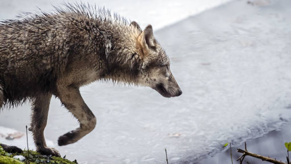 Kanton Neuenburg erlaubt Abschuss eines Wolfs nach Angriff auf Rind