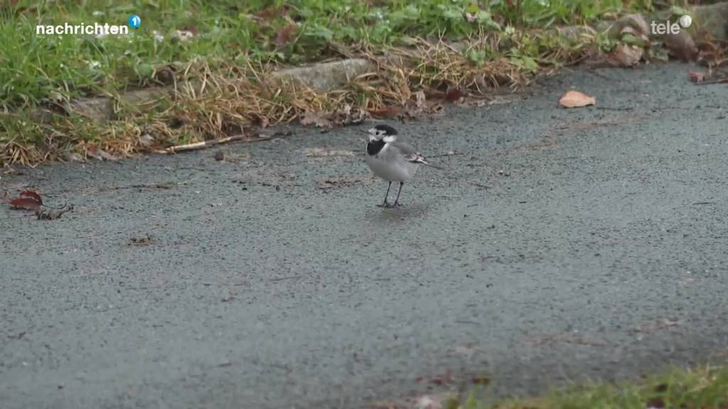 Volkszählung der Vögel