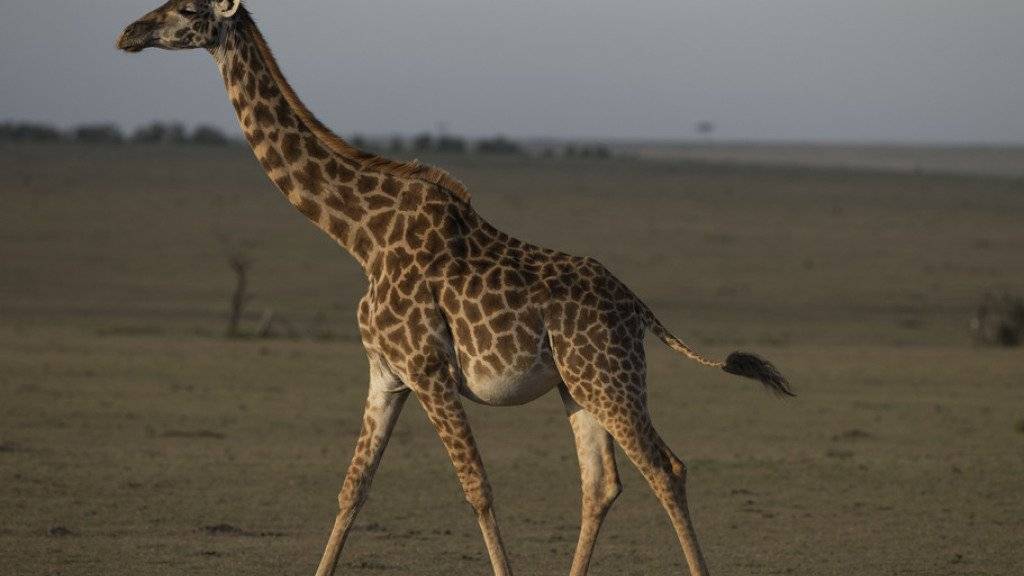 Giraffen haben trotz ihres langen Halses nicht mehr Wirbel als andere Säugetiere. (Archiv)