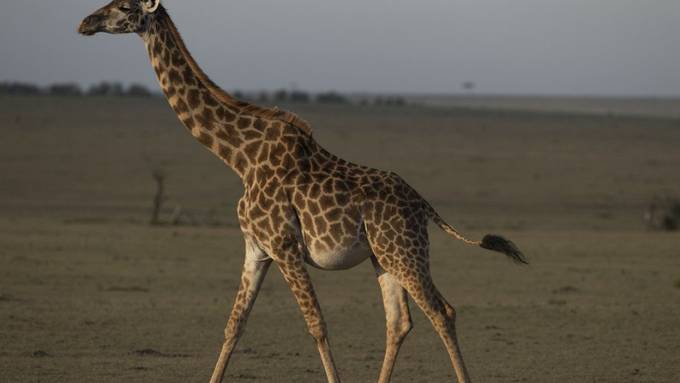 Wissenschafter entziffern erstmals das Genom der Giraffe