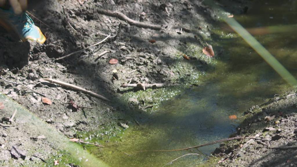 Hitze-Oasen: Thurgau gibt ehemaligen Feuchtgebieten Wasser zurück